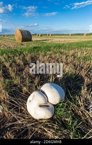 Puffball géant (Calvatia gigantea) poussant dans le champ de chaume, Cambridgeshire, Angleterre Banque D'Images