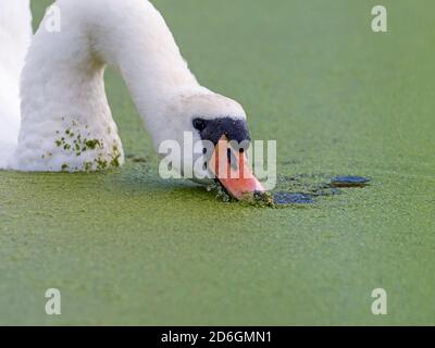 Vue à angle bas du cygne muet mâle (Cygnus olor) qui se nourrit de mauvaises herbes de canard, Cambridgeshire, Angleterre Banque D'Images
