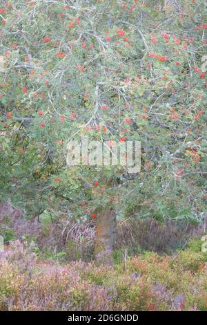 Rowan (autrement appelé frêne de montagne) chargé de baies rouges à la fin de l'été et au début de l'automne sur les landes. Banque D'Images