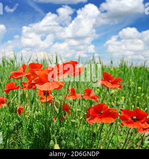 Coquelicots sur champ vert Banque D'Images