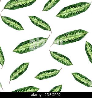 Maranta rayures feuilles, peint à la main aquarelle illustration motif sans couture sur blanc Banque D'Images