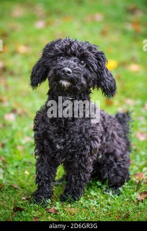 Mélange de caniche noire chiot, assis Banque D'Images