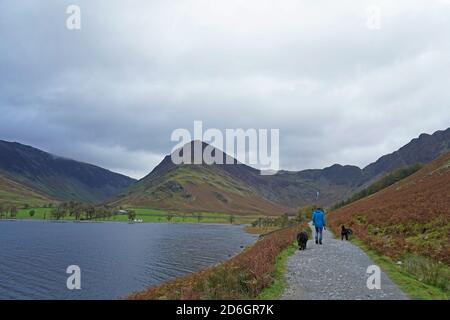 Homme et deux chiens de montagne bernois marchant sur le chemin Par le lac Buttermere Banque D'Images