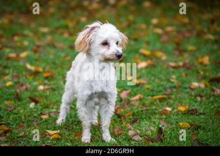 Maltipoo Puppy, une race de chien concepteur de Poodle x Maltais, debout Banque D'Images