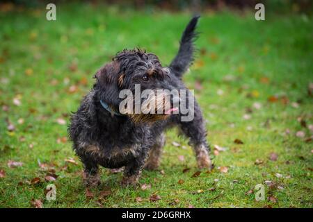 Chien Dachshund à poil dur, debout Banque D'Images