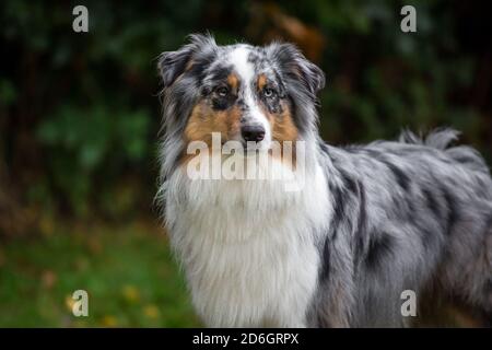 Merle Australian Shepherd Dog, portrait de la tête Banque D'Images