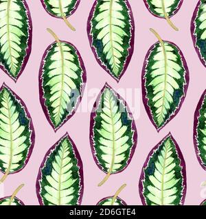 Maranta rayures feuilles, peint à la main aquarelle illustration motif sans couture sur fond rose doux Banque D'Images