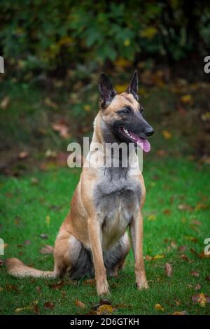 Berger belge (Malinois), assis Banque D'Images