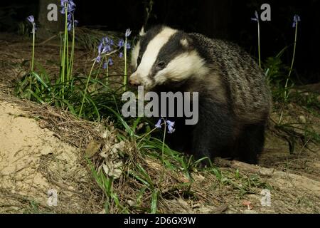 Blaireau féminin sauvage (Meles meles) debout dans la forêt. Forêt de Hemsted près de Cranbrooke Kent. 29.04.2007. Banque D'Images