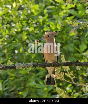 Hoopoe, Upupa epops. Transport de nourriture aux oisillons dans le trou dans le mur de pierre. Près du Poujol sur Orb, Herault, France Banque D'Images