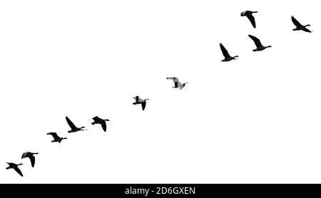 Silhouette d'oiseau de canard volant de côté sur fond blanc Banque D'Images