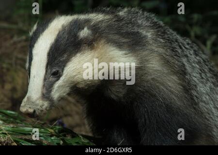 Blaireau féminin sauvage (Meles meles) debout dans la forêt. Forêt de Hemsted près de Cranbrooke Kent. 12.05.2007. Banque D'Images