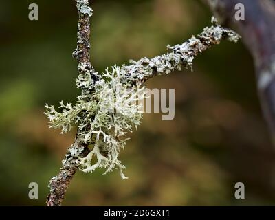 Gros plan d'oakmoss (une espèce de lichen, Evernia prunastri) qui pousse sur une branche d'arbre morte. Banque D'Images