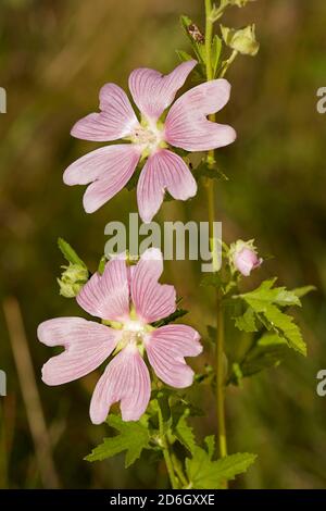Fleurs roses de la mache musquée (Malva moschata), plante herbacée vivace. Banque D'Images