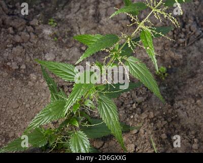 Gros plan de la tige et des feuilles de l'ortie commune (Urtica dioica), également connue sous le nom d'ortie de piqûre. Banque D'Images