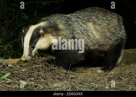 Femelle sauvage Badger (Meles meles) manger et se tenir dans la forêt. Forêt de Hemsted près de Cranbrooke Kent. 19.05.2007. Banque D'Images