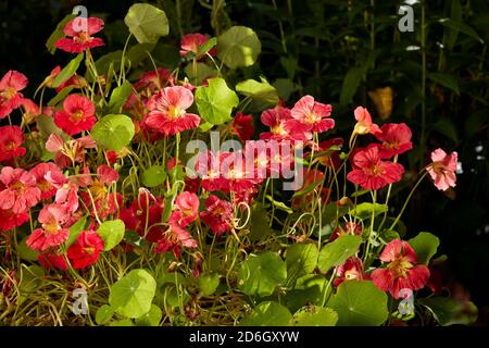 Jardin rouge fleuri nasturtium (Tropaeolum majus). Banque D'Images