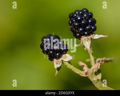 Gros plan de deux fruits mûrs de blackberry européen (Rubus fruticosus). Banque D'Images