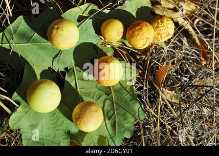 Feuille de chêne avec pommes de chêne ou galls de chêne gros plan, fond d'herbe douce et sèche, jour d'automne ensoleillé Banque D'Images