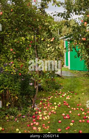 Jardin de l'allotissement avec des pommiers en croissance et des pommes mûres déchappés qui pontent sur le sol. Oblast de Kaluga, Russie. Banque D'Images