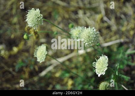 Fleurs blanches Cephalaria en fleurs, gros plan macro sur fond gris flou Banque D'Images