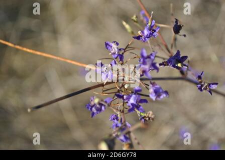 Consolia regalis (Forking Larkspur, Rocket-larkspur, Field larkspur) fleur bleu-pourpre, fond d'herbe grise, bokeh doux Banque D'Images