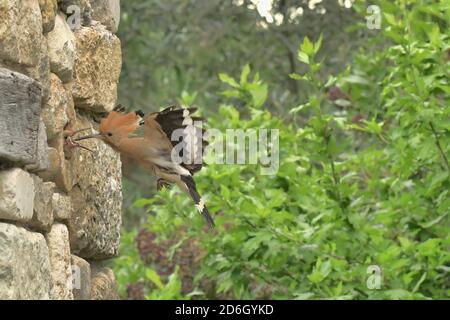 Hoopoe, Upupa epops. L'alimentation des oisillons dans le trou de la paroi en pierre. Près du Poujol sur Orb, Herault, France Banque D'Images