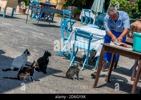 Un poissonnier filets un poisson devant une foule de chats intéressés sur l'île grecque de Kastellorizo, autrement connue sous le nom d'île Meis. Banque D'Images