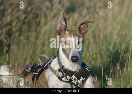 Face frappante sur un portrait moyen d'un chien greyhound qui est à la tête de l'appareil photo. Les grandes oreilles se tiennent dans la lumière chaude du coucher du soleil. Arrière-plan naturel et herbacé. Banque D'Images