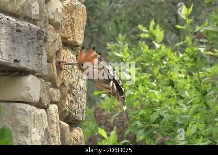 Hoopoe, Upupa epops. L'alimentation des oisillons dans le trou de la paroi en pierre. Près du Poujol sur Orb, Herault, France Banque D'Images