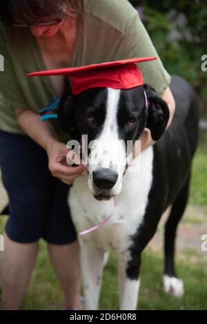 Super Danois dans le chapeau de graduation Banque D'Images