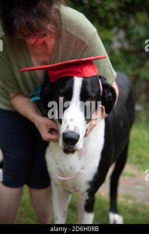 Super Danois dans le chapeau de graduation Banque D'Images