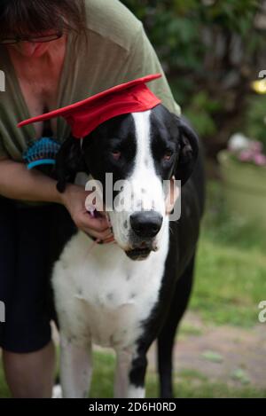 Super Danois dans le chapeau de graduation Banque D'Images