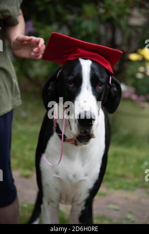 Super Danois dans le chapeau de graduation Banque D'Images