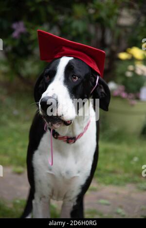 Super Danois dans le chapeau de graduation Banque D'Images