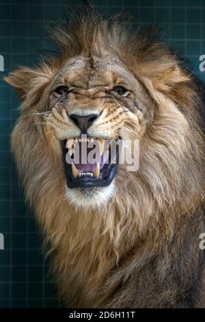 Un lion grandit dans son enceinte au zoo de Berlin en Allemagne. Banque D'Images