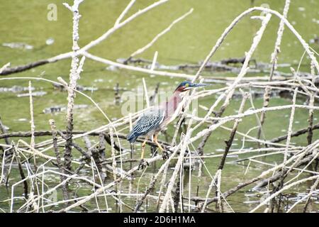 Oiseau de heron, région du volcan Arenal en amérique centrale du costa rica, pris dans le parc du lac du volcan Arenal en Amérique centrale du Costa rica Banque D'Images