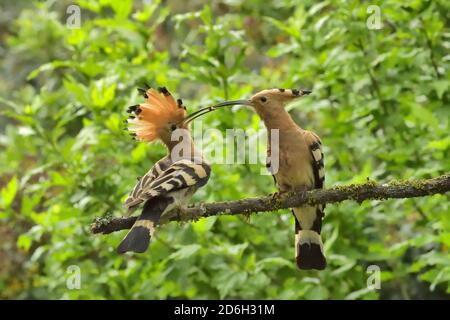 Hoopoe, Upupa epops. La femelle offre de la nourriture à l'homme à côté du trou de nid. Près du Poujol sur Orb, Herault, France Banque D'Images