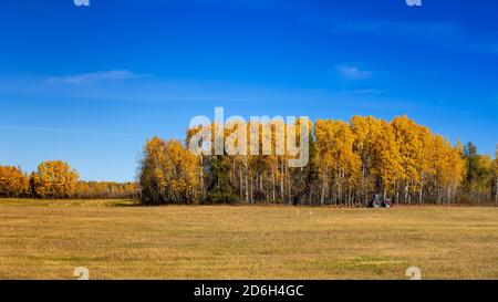 Couleur du feuillage d'automne dans les arbres près de Sundown, Manitoba, Canada. Banque D'Images