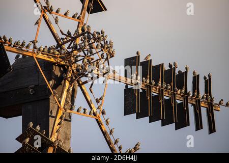 des étrions assis sur une roue de moulin à vent Banque D'Images