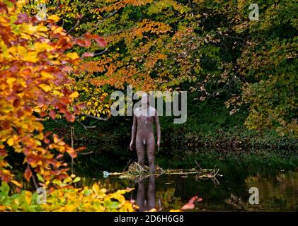 Water of Leith Sculpture, Édimbourg, Écosse, Royaume-Uni. 17 octobre 2020. Photographié : encadré de couleurs automnales, une des statues de l’artiste Antony Gormley, projet 6 FOIS commandé par les National Galleries of Scotland, 6 FOIS, consiste en six personnages grandeur nature placés entre la National Gallery of Modern Art et la mer. Quatre des figures sont situées dans l'eau de Leith elle-même, agissant comme des jauges pour la hauteur de la rivière quand elle gonfle et recule. Crédit : Arch White/Alamy Live News Banque D'Images