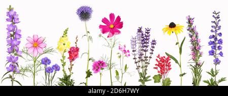 Sélection de différentes fleurs colorées de jardin, isolées Banque D'Images
