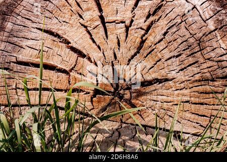 Les anneaux annuels d'un arbre abattu montrent à quel point il est rapide il a grandi au fil des ans Banque D'Images