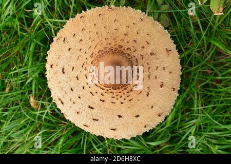 Vue plongeante d'un spécimen de Macrolepiota procera mastoïdea, communément connu sous le nom de champignon parasol, dans une prairie en Italie. Banque D'Images