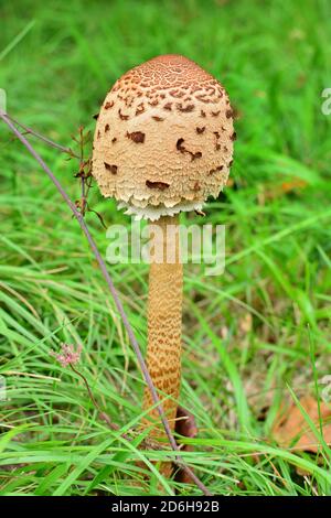 Un spécimen de Macrolepiota procera mastoïdea, communément connu sous le nom de champignon parasol, dans une prairie en Italie. Banque D'Images