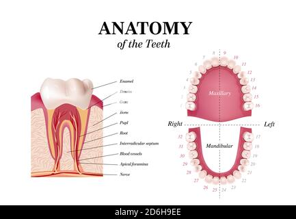 Concept de santé bucco-dentaire. Bannière ou affiche médicale Illustration de Vecteur