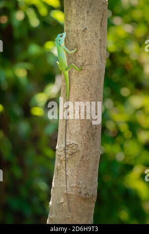 Lézard vert à crête - Bronchocela cristatella est une espèce de lézard vert agamid endémique en Asie du Sud-est, que l'on trouve en Malaisie, à Bornéo, à Singapour, en Inde Banque D'Images