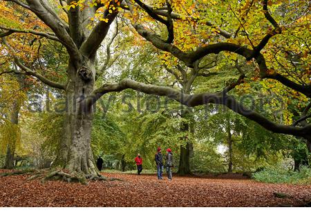Édimbourg, Écosse, Royaume-Uni. 17 octobre 2020. Sous un vieux arbre de Beech parmi les anciennes terres boisées, les gens appréciant les promenades et les sentiers d'automne dans les bois sur la colline de Corstorphine, l'une des sept collines d'Édimbourg et un quartier populaire pour la marche et profiter du plein air et de la nature. Crédit : Craig Brown/Alay Live News Banque D'Images