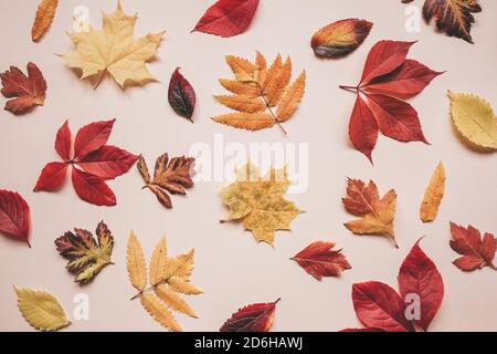 Feuilles d'automne multicolores sur fond rose. Banque D'Images