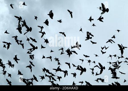 Un troupeau de pigeons est de haut vol sous le ciel noir de pluie. Banque D'Images